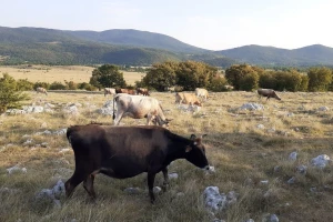 Užas: Najmanje dvadesetak krava uginulo od gladi?!