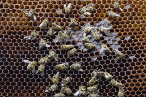 Gde prijaviti sumnju na trovanje pčela pesticidima?