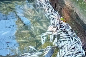 Pomor pastrmke u ribnjaku kod braće Petronijević. Ko je krivac?
