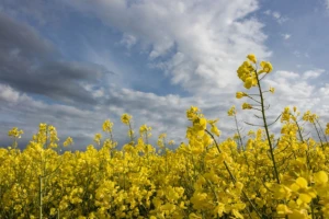 Biogorivom ukloniti GMO iz stočne hrane?