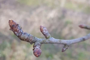 Kako pravilno orezivati Santa Mariju?