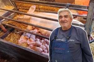 Ivanova krmača oprasila 26 mladih: "Imam dobrog krmka"