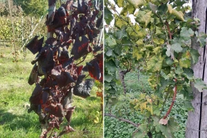 Vinogradari, vreme je za uklanjanje čokota koji pokazuju simptome zlatne žutice!