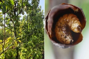Kruškin cvetojed sada kreće u napad. Kako ga prepoznati i suzbiti?