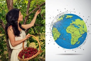 Trešnja: Slatka istorija i globalna sadašnjost