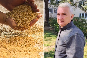Da li čekati ili prodati odmah? Koja je dobra vest za proizvođače pšenice?