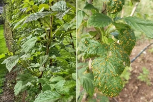 Padavine stvaraju rizik za oboljevanje maline - ključna je zaštita pre cvetanja