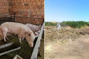 Ministarstvo poljoprivrede: Afrička kuga svinja potvrđena na 53 gazdinstva, eutanazirano 1.319 svinja