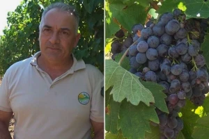 Teška i čudna godina za vinogradare, ali poručuju: Biće kvalitetnog vina
