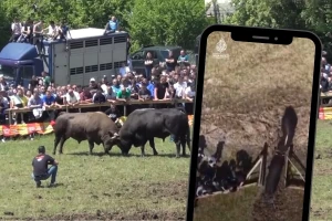 Nezapamćen incident na koridi u komšiluku: Bikovi usred borbe uleteli među ljude