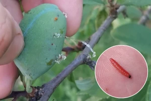 Kako reagovati kada napadne šljivin smotavac?