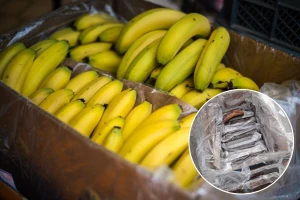 U kutijama sa bananama pronađeno 15 kilograma kokaina