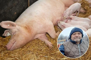 Gajio tovljenike, pa prasilje, sad i njihov broj smanjuje