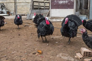 Gajenje ćurki kod nas i dalje samo na nivou hobija