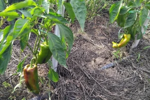 Teška godina za uzgoj paprika: Sada je najvažnije izboriti se protiv stenica
