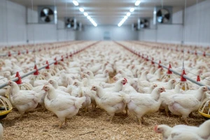 Uzgoj živine: Kokcidiostatik u Rusiji zabranjen, EU ga klasifikuje kao dodatak hrani