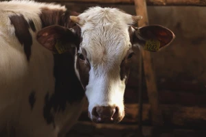 Kad krava postane crpilište mleka i traka za proizvodnju teladi - nastupa veganstvo