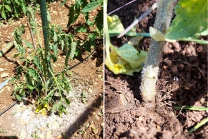 Evo šta uraditi ako vam paradajz nakon presađivanja u baštu "preko noći" uvene