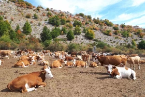 U zadnji čas stigle cisterne do žednih krava i konja na Suvoj planini
