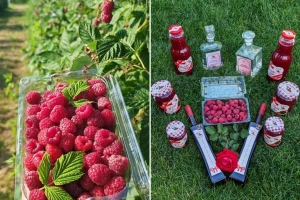 Vilamet malina: I džem i sirup i liker i rakija