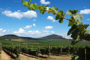 Vilanj - od vina do najfascinantnije evropske priče