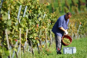 Francuzi na 34.000 ha obrnu pet milijardi evra na penušavcu