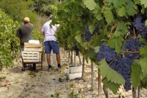 U Kini ponovo raste prodaja vina iz Bordoa