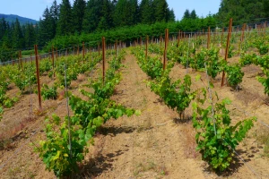 Šta raditi u vinogradu prve godine posle sadnje?
