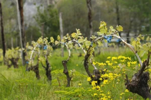 Preventivna zaštita vinograda od bolesti crne pegavosti