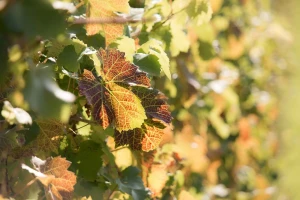 Sunčano vreme pogoduje radovima u voćnjaku i vinogradu