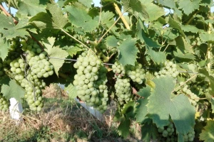 Od čega zavisi rodnost vinograda?