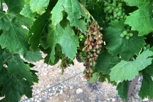 Toplotni talas spržio francuske vinograde, grožđe izgleda kao da je paljeno bacačem plamena