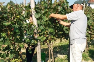 Šta treba znati pre podizanja vinograda