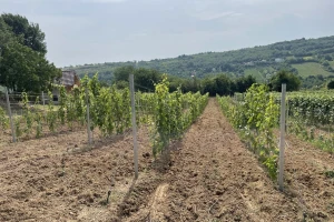 Sila: Otporna sorta grožđa koja daje lagano i muskatno vino