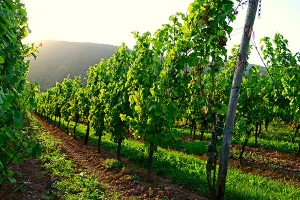 Veoma dobro stanje vinograda