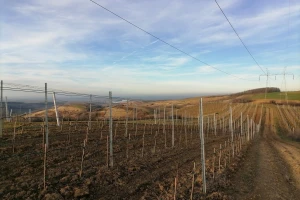 Projektovanje đubrenja vinograda pomoću onlajn kalkulatora