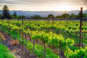 Koliko vinogradari u Indiji izdvajaju za osiguranje