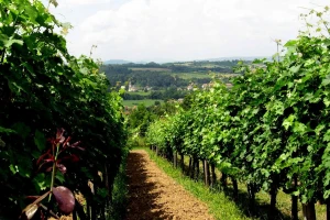Suša umanjila rod za 20% u vinogradima