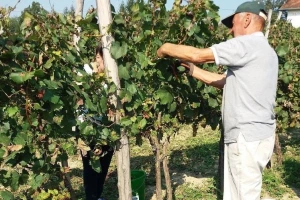 Raspisan konkurs za podizanje višegodišnjih zasada vinove loze