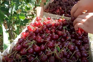 Višnja šumadinka za 100 dinara po kilogramu putuje za Moskvu