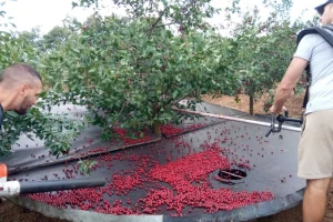 Višnja se i dalje bere: Rod obilan, plodovi sitni, a cena?