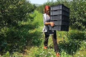 Berba višanja u Merošini na pomolu - bez nade da će cena biti bolja?