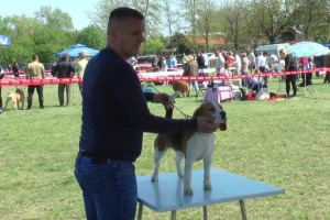 Biglovi šampionskog porekla traženi na tri kontinenta