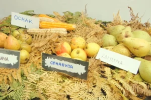 Stare sorte voća otrgnute od zaborava