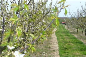 Za obavljanje agrotehničkih mera potrebno odobrenje Uprave za zaštitu bilja