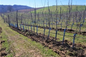 Zaštita voćaka: Ne ostavljati stajnjak uz tek posađena stabla