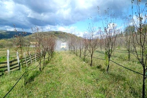 Kako u jesen tretirati koštičavo voće?