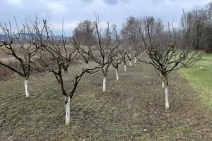 Zaštita voćaka od kasnih prolećnih mrazeva