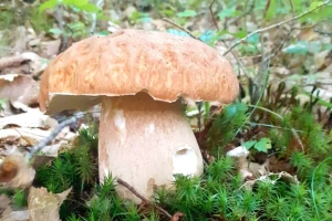 Sezona je vrganja, na šta obratiti pažnju?