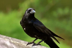 Ptice pojedoše zasejano seme - kako ih oterati?